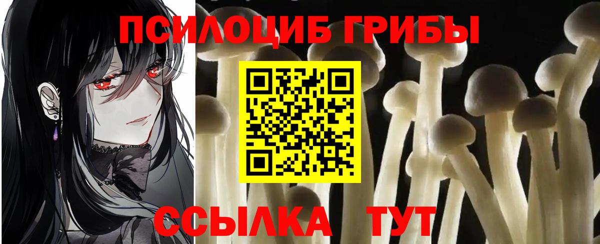 Псилоцибиновые грибы Psilocybe Заволжье